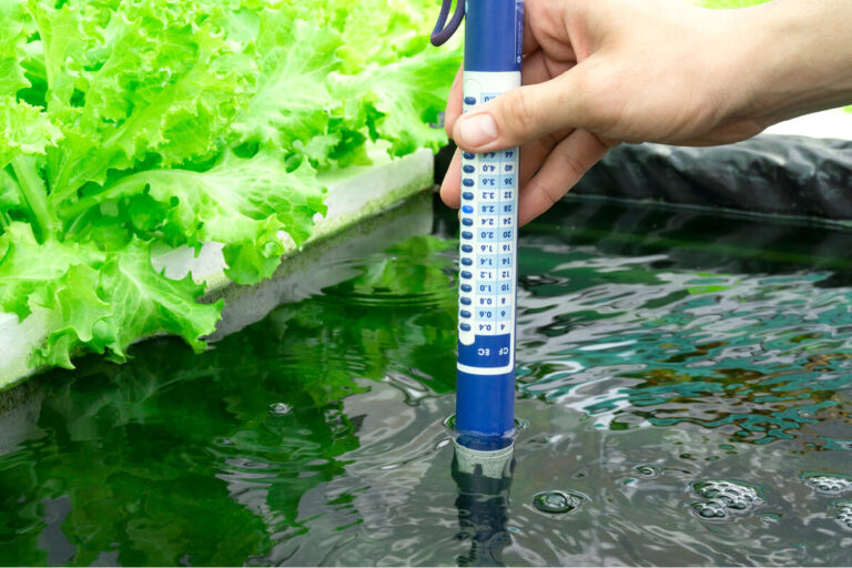 What Is the Best PH for Your Hydroponic System and How to Maintain it