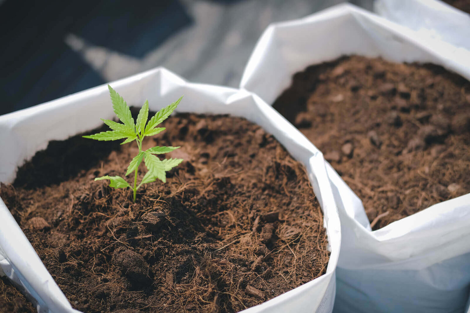 7 Things To Know Before Growing Cannabis Bare Foots World 7-things-to-know-before-growing-cannabis-bare-foots-world