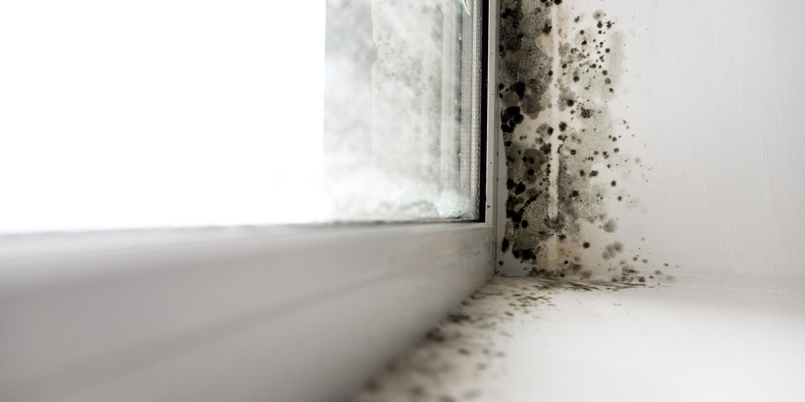 5 Most Common Types of House Mold and How to Get Rid of It 2024 Guide
