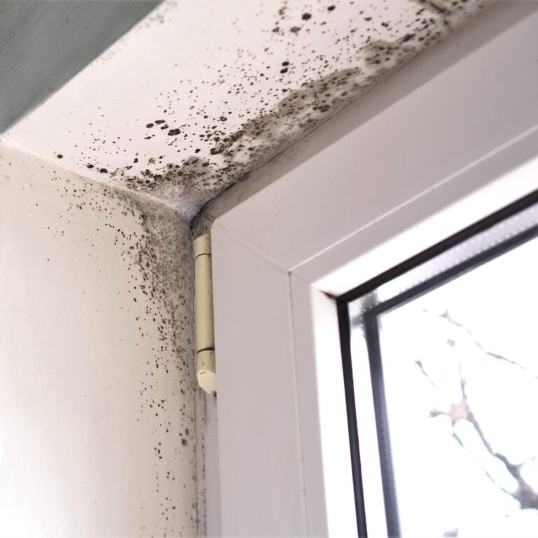 5 Most Common Types of House Mold and How to Get Rid of It 2024 Guide
