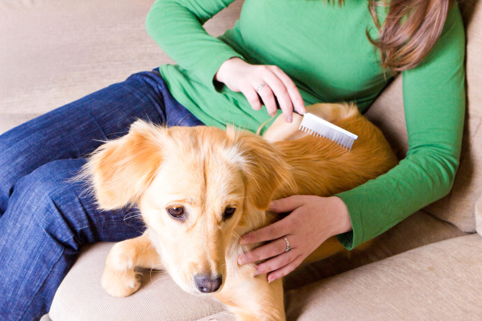 Dog Grooming 101: Guide For Beginners - Bare Foots World