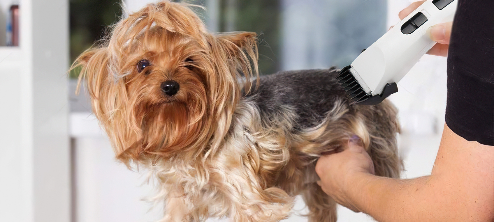 Dog Grooming 101 Guide For Beginners Bare Foots World