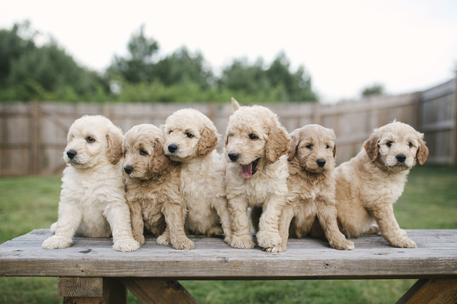 6 Reasons Why Goldendoodles are Ideal Family Dogs Bare Foots World