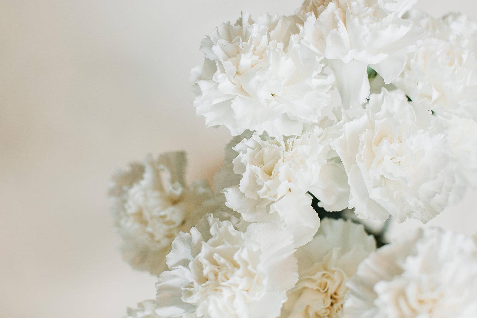 Where Is The Best Place To Order Carnations In Bulk? Bare Foots World